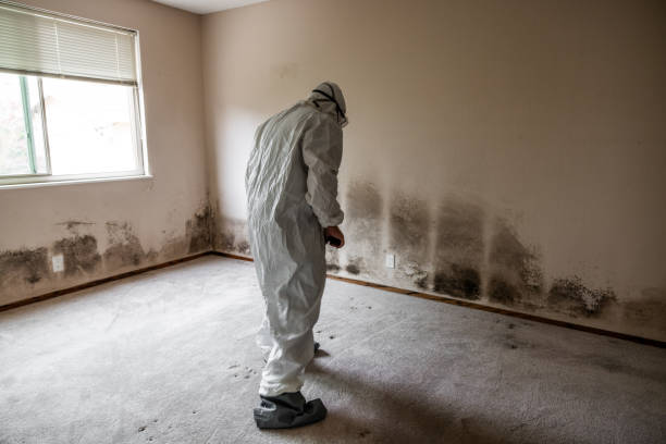 Best Black Mold Remediation in Beaumont, CA