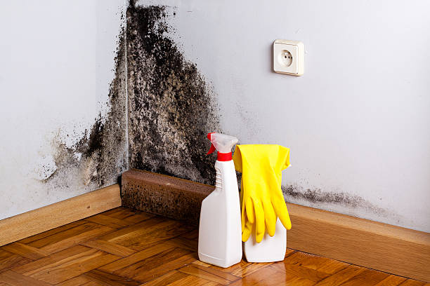 Best Emergency Mold Remediation in Beaumont, CA